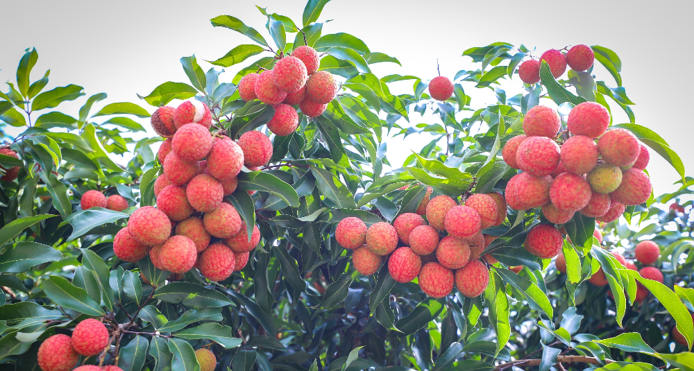 給“荔”廣東，甜蜜全球